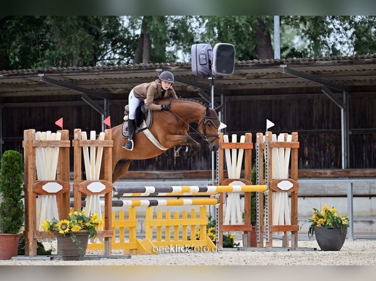 German Sport Horse Gelding 6 years 16 hh Brown in Allershausen
