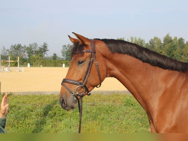 German Sport Horse Gelding 6 years 16 hh Brown in Allershausen