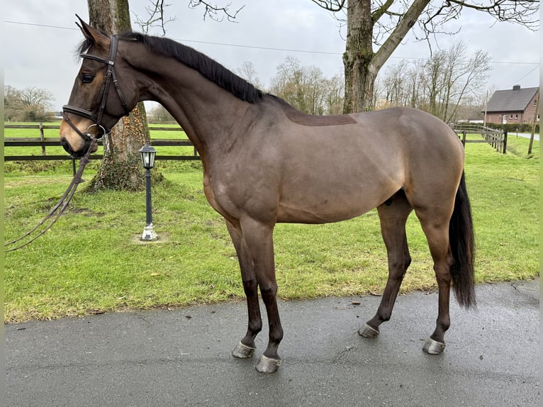 German Sport Horse Gelding 6 years 16 hh Brown in Altenberge