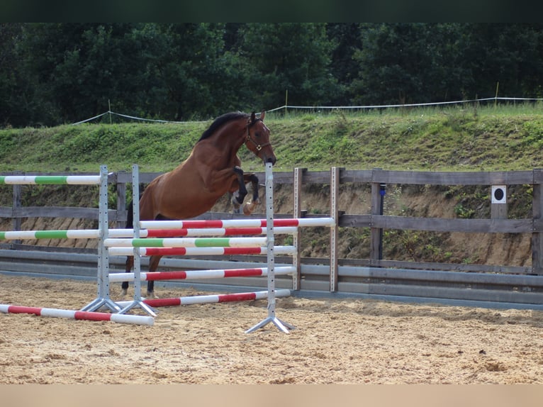 German Sport Horse Gelding 6 years 16 hh Brown in Michelstadt