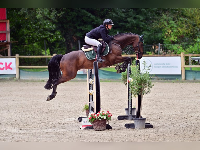 German Sport Horse Gelding 6 years 16 hh Brown in Eppingen