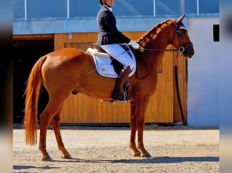 German Sport Horse Gelding 6 years 16 hh Chestnut in Karlsfeld