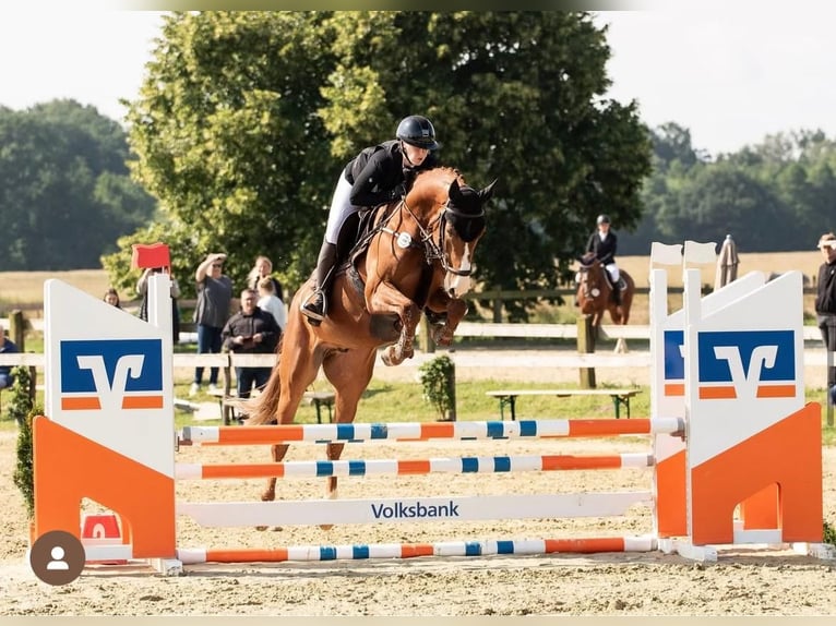 German Sport Horse Gelding 6 years 16 hh Chestnut-Red in Bielefeld