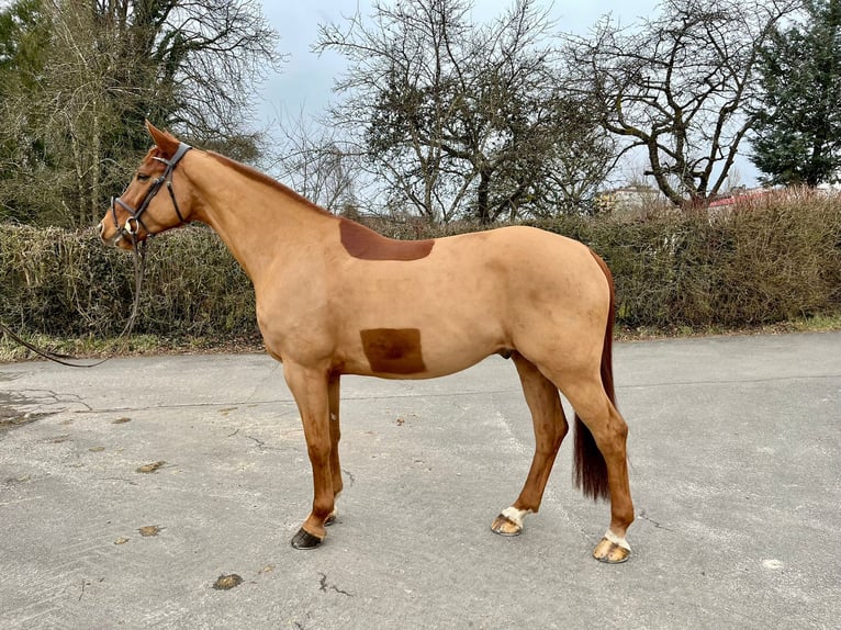 German Sport Horse Gelding 6 years 16 hh Chestnut-Red in Pirmasens