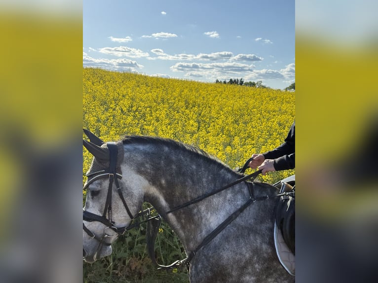 German Sport Horse Gelding 6 years 16 hh Gray-Dapple in SchefflenzSchefflenz