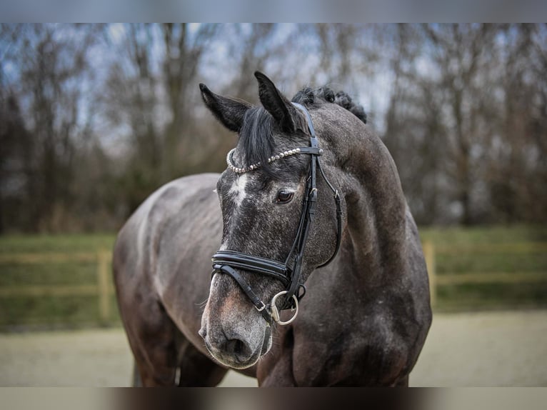 German Sport Horse Gelding 6 years 16 hh Gray in Riedstadt