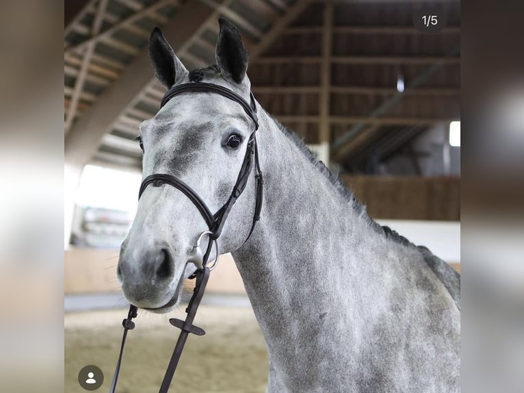 German Sport Horse Gelding 6 years 16 hh Grey in Villingen-Schwenningen