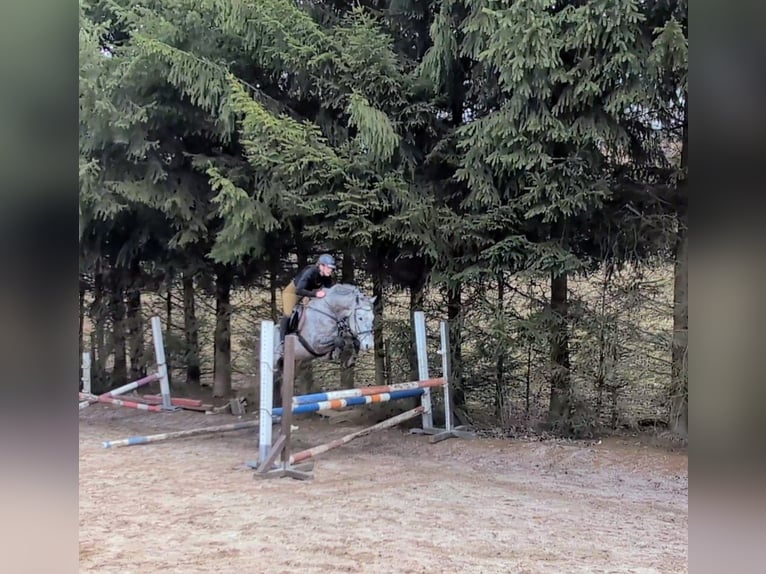 German Sport Horse Gelding 6 years 16 hh Grey in Goldkronach