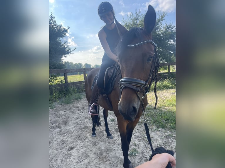 German Sport Horse Mix Gelding 6 years 16 hh in Trebbin