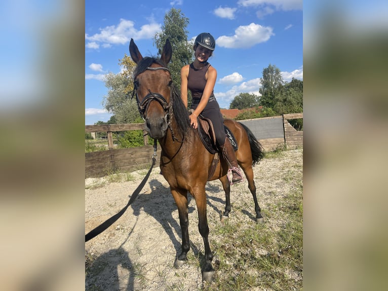 German Sport Horse Mix Gelding 6 years 16 hh in Trebbin