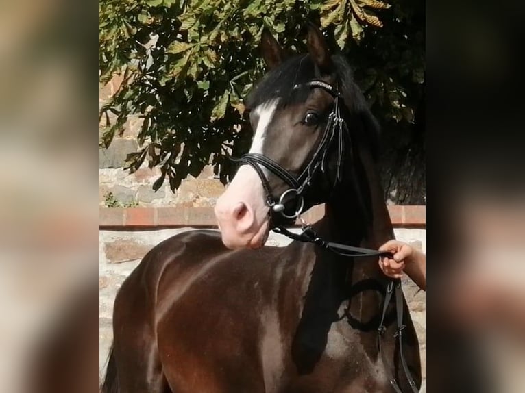 German Sport Horse Gelding 6 years 16,1 hh Bay-Dark in Ringelsdorf