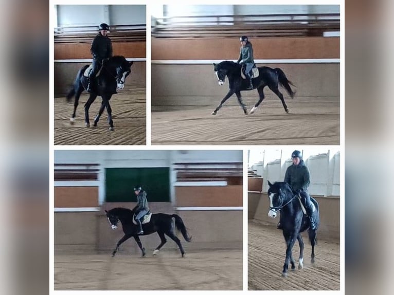 German Sport Horse Gelding 6 years 16,1 hh Bay-Dark in Ringelsdorf
