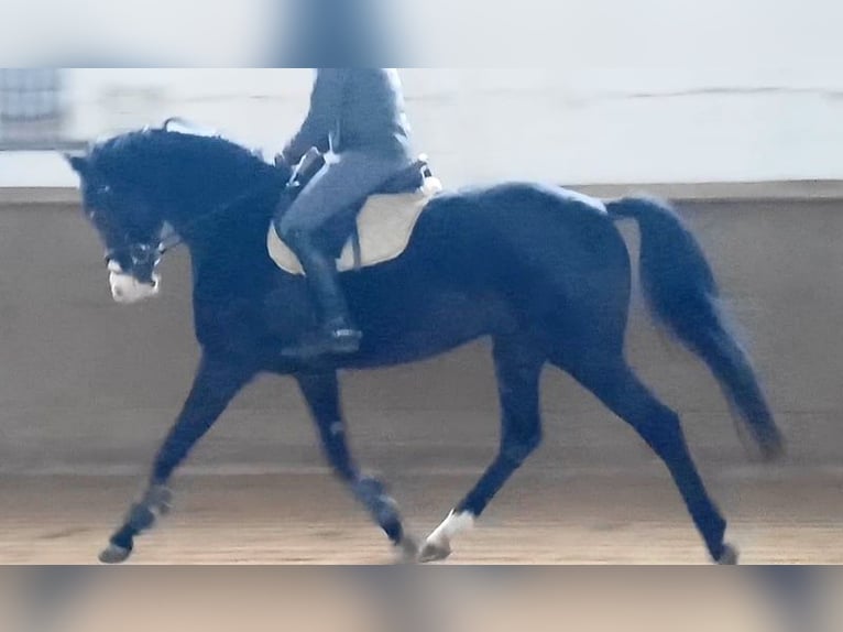 German Sport Horse Gelding 6 years 16,1 hh Bay-Dark in Ringelsdorf