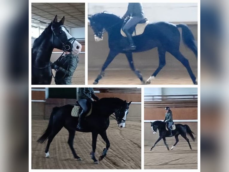 German Sport Horse Gelding 6 years 16,1 hh Bay-Dark in Ringelsdorf