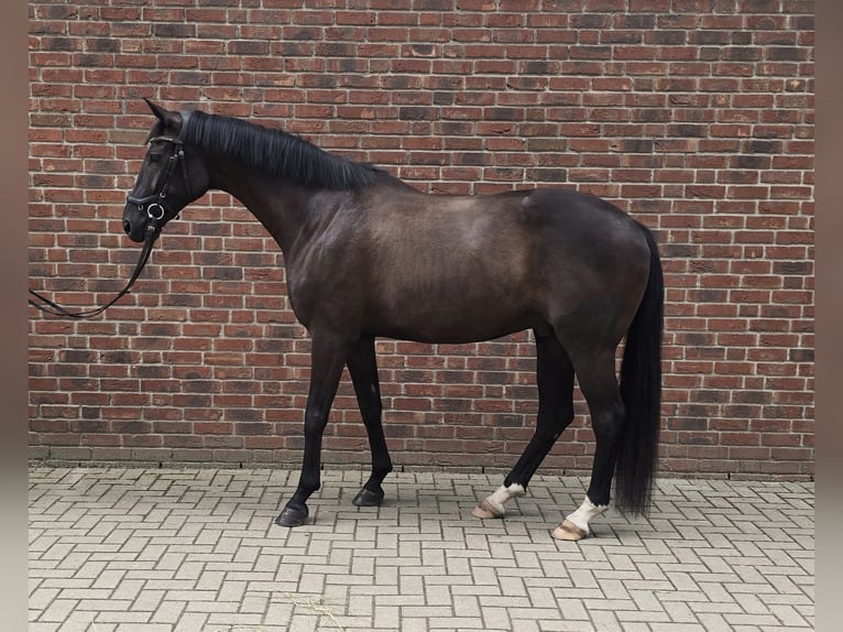 German Sport Horse Gelding 6 years 16,1 hh Black in Hoppegarten