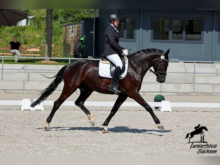 German Sport Horse Gelding 6 years 16,1 hh Black in Zwickau