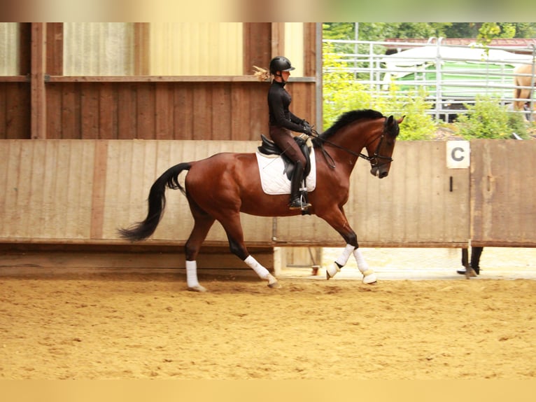 German Sport Horse Gelding 6 years 16,1 hh Brown in Mainhardt