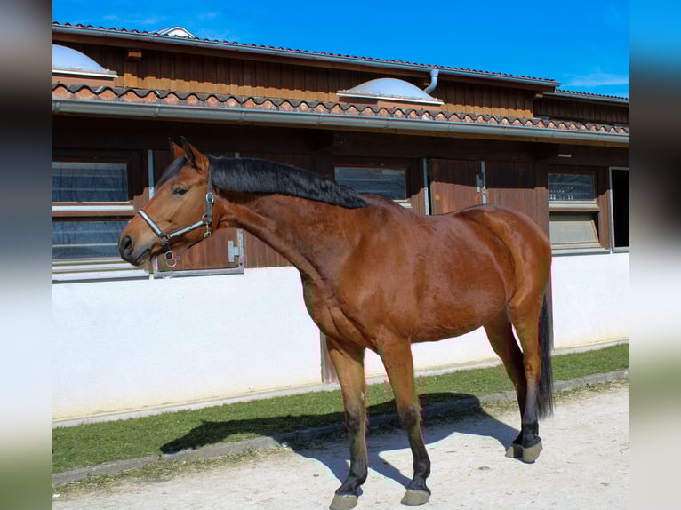 German Sport Horse Gelding 6 years 16,1 hh Brown in Giengen an der Brenz