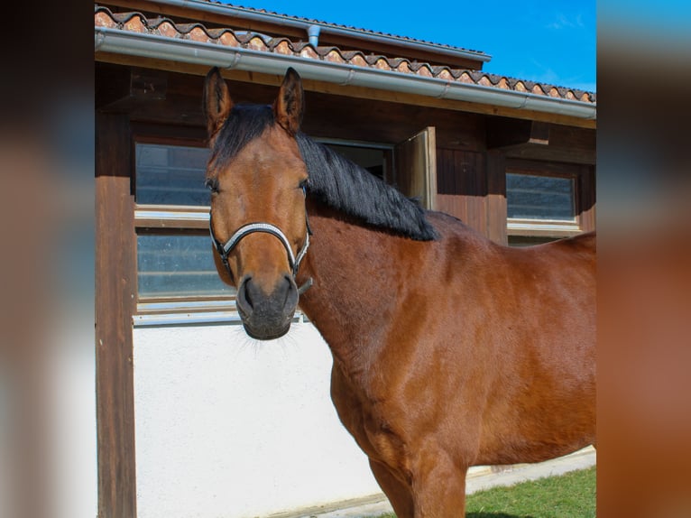German Sport Horse Gelding 6 years 16,1 hh Brown in Giengen an der Brenz