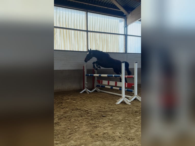 German Sport Horse Gelding 6 years 16,1 hh Brown in Zwickau