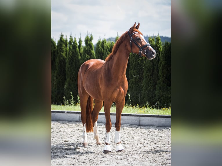 German Sport Horse Gelding 6 years 16,1 hh Chestnut-Red in Bruchsal German Sport Horse Gelding 6 years 16,1 hh Chestnut-Red in Bruchsal