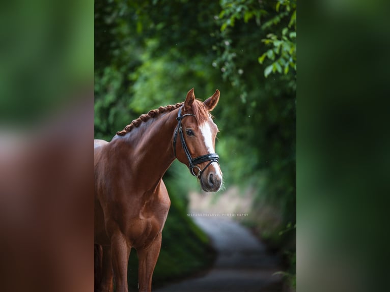 German Sport Horse Gelding 6 years 16,1 hh Chestnut-Red in Bruchsal German Sport Horse Gelding 6 years 16,1 hh Chestnut-Red in Bruchsal