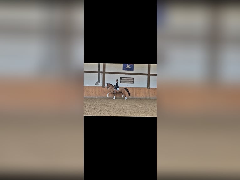 German Sport Horse Gelding 6 years 16,1 hh Chestnut-Red in Tauberrettersheim