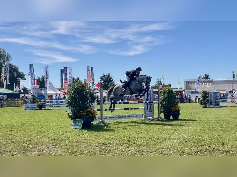 German Sport Horse Gelding 6 years 16,1 hh Grey in Haarbach