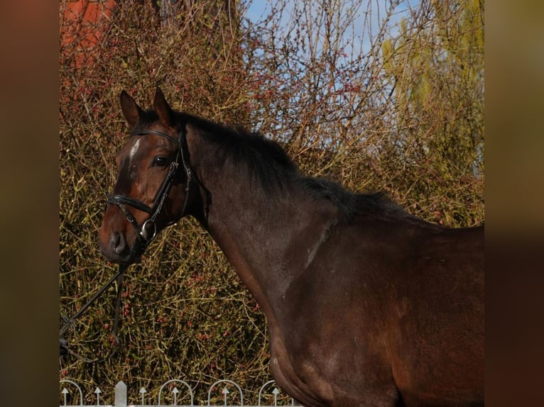 German Sport Horse Gelding 6 years 16,2 hh Bay-Dark in Zernien