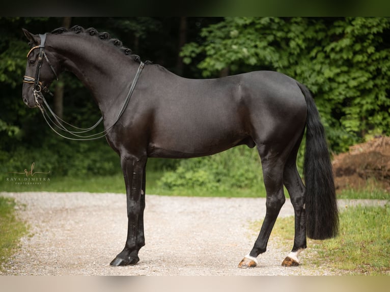 German Sport Horse Gelding 6 years 16,2 hh Black in Wehringen