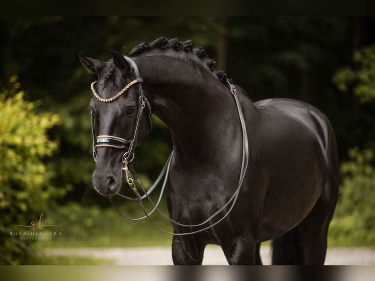 German Sport Horse Gelding 6 years 16,2 hh Black in Wehringen