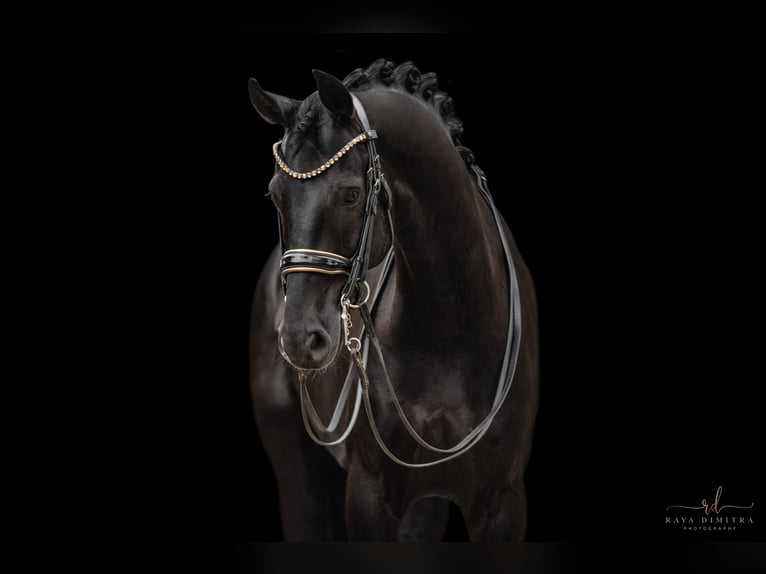 German Sport Horse Gelding 6 years 16,2 hh Black in Wehringen