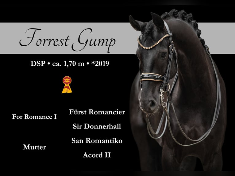 German Sport Horse Gelding 6 years 16,2 hh Black in Wehringen