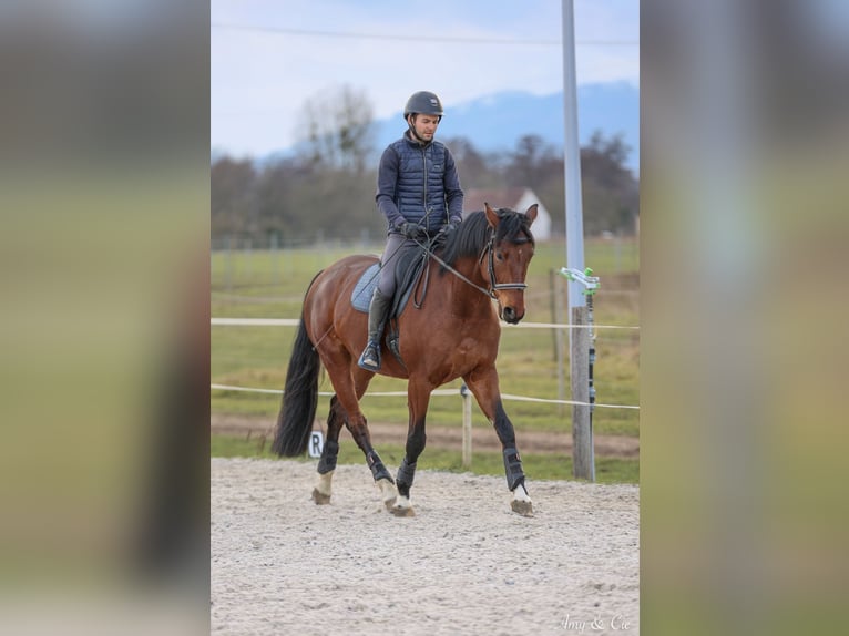 German Sport Horse Gelding 6 years 16,2 hh Brown in Stotzheim