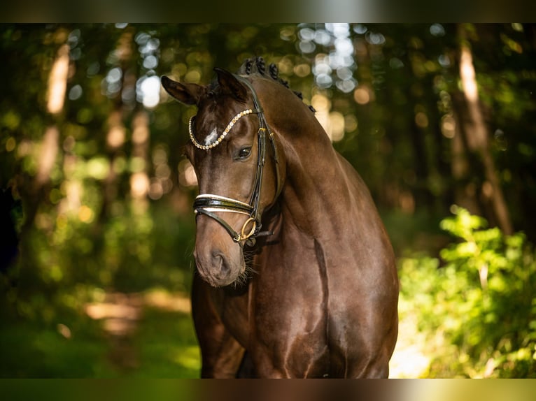 German Sport Horse Gelding 6 years 16,2 hh Brown in Wehringen