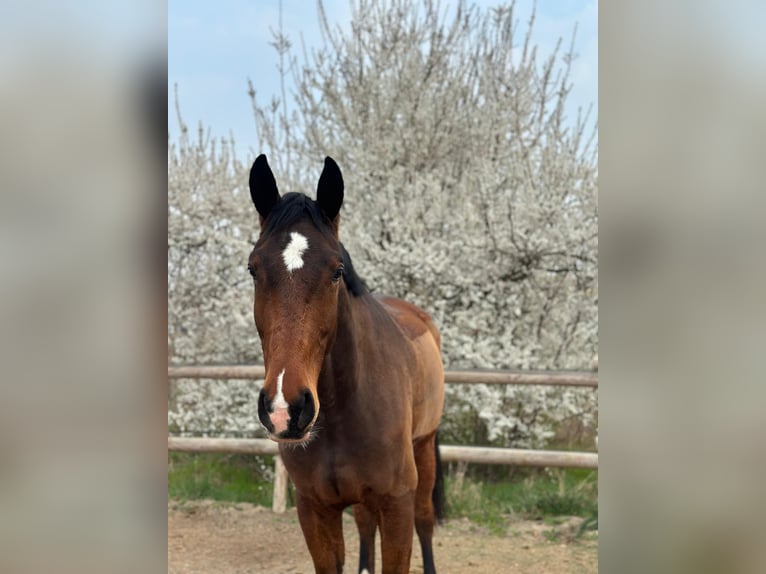 German Sport Horse Gelding 6 years 16,2 hh Brown in Gro&#xDF;kugel