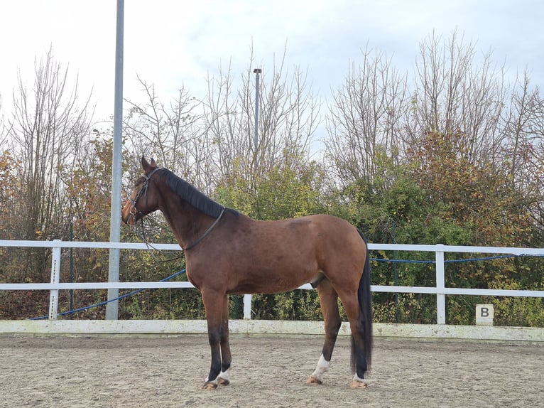 German Sport Horse Gelding 6 years 16,2 hh Brown in Gro&#xDF;kugel