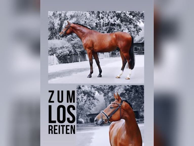 German Sport Horse Gelding 6 years 16,2 hh Brown in Ludwigslust