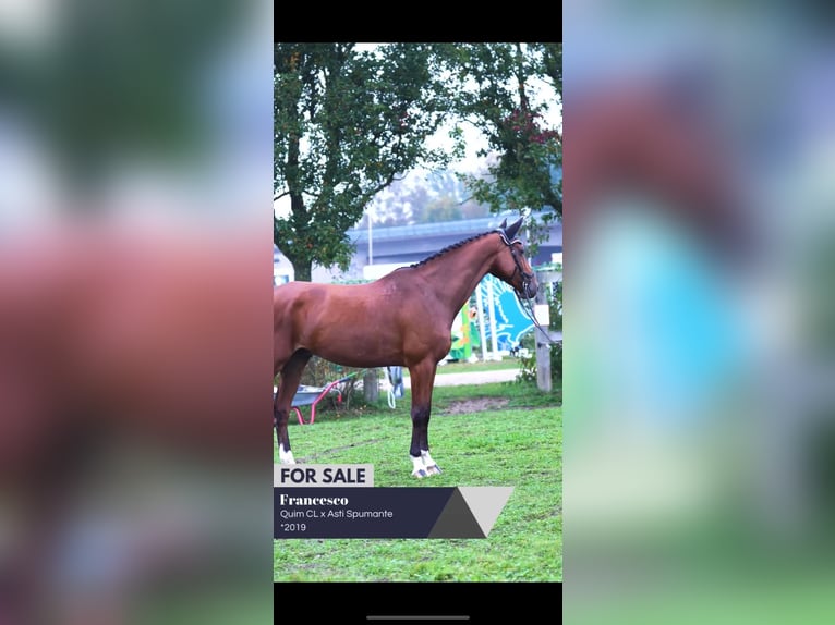 German Sport Horse Gelding 6 years 16,2 hh Brown in Biblis