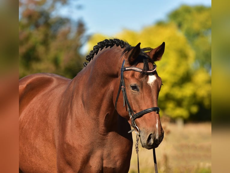 German Sport Horse Gelding 6 years 16,2 hh Brown in Csabacs&#x171;d