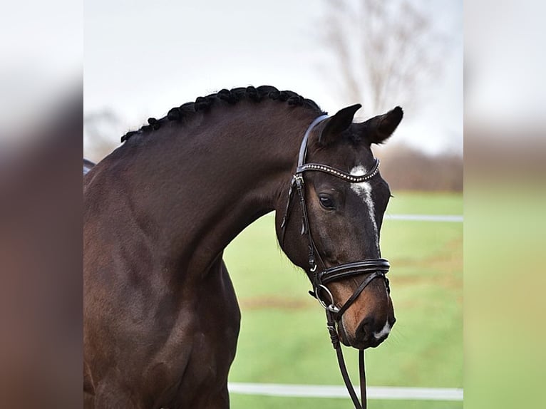German Sport Horse Gelding 6 years 16,2 hh Brown in Békésszentandrás