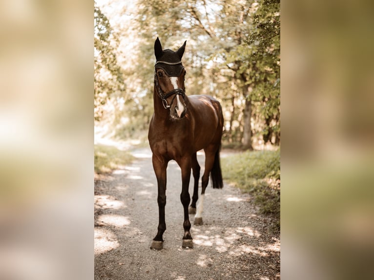 German Sport Horse Gelding 6 years 16,2 hh Brown in Weingarten