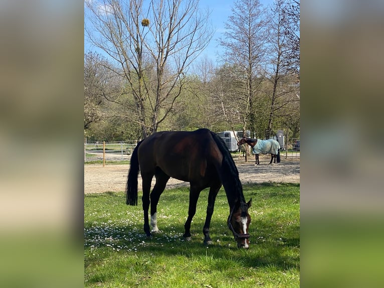 German Sport Horse Gelding 6 years 16,2 hh Brown in Weingarten