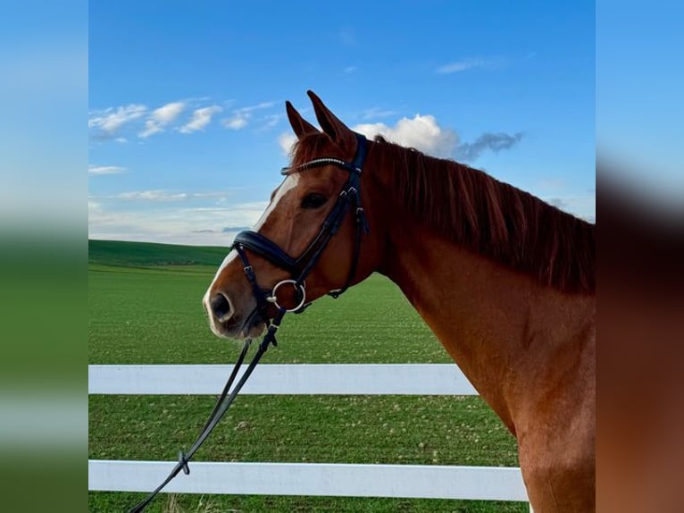German Sport Horse Gelding 6 years 16,2 hh Chestnut-Red in Allershausen