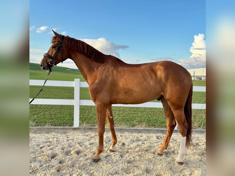 German Sport Horse Gelding 6 years 16,2 hh Chestnut-Red in Allershausen