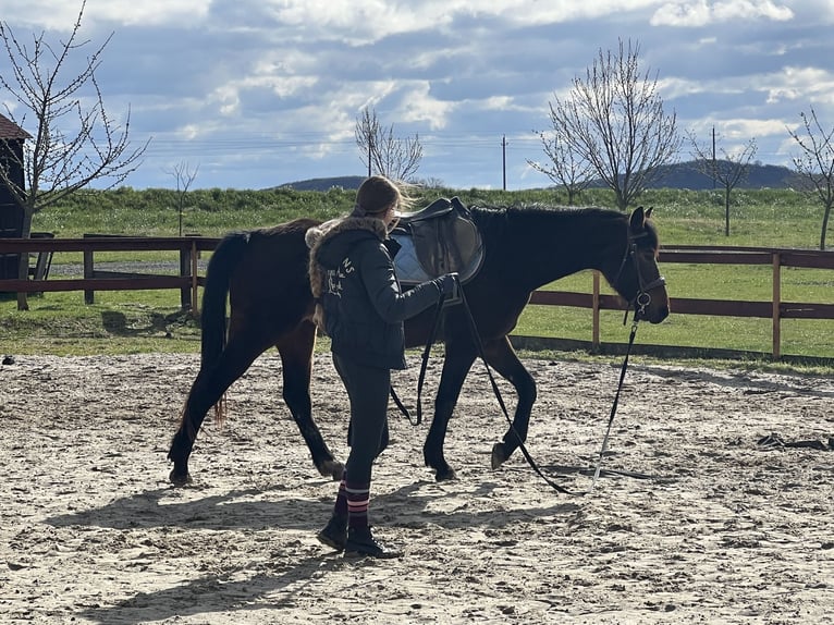 German Sport Horse Gelding 6 years 16,2 hh Grey in Gyulakeszi