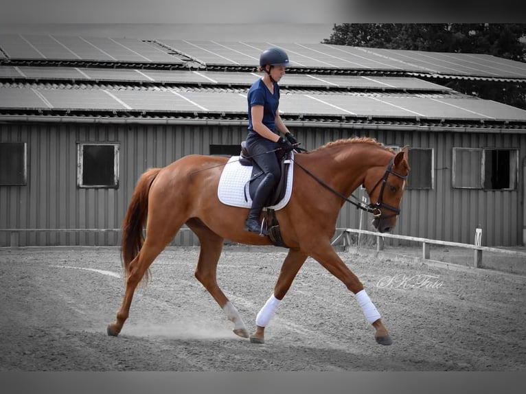 German Sport Horse Gelding 6 years 16,3 hh Chestnut-Red in Pritzwalk