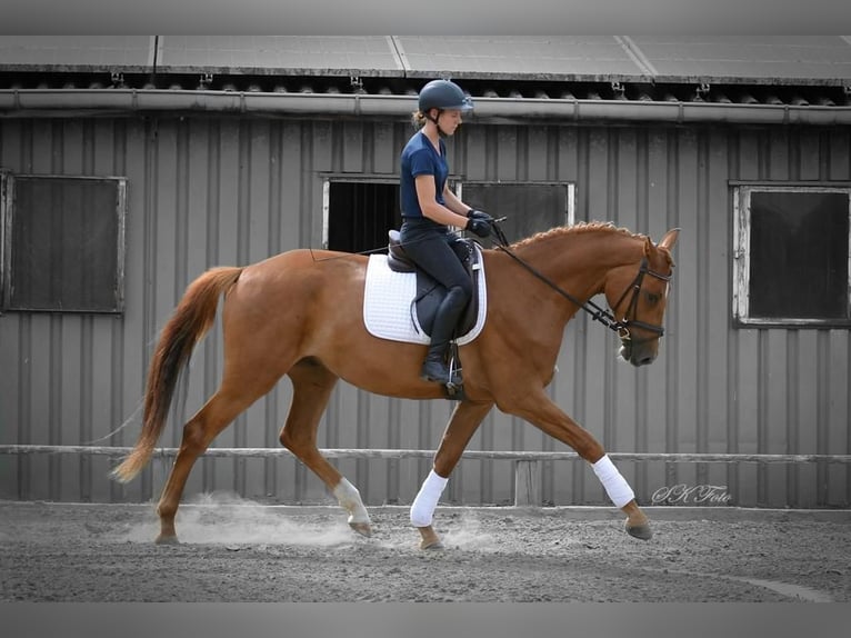 German Sport Horse Gelding 6 years 16,3 hh Chestnut-Red in Pritzwalk
