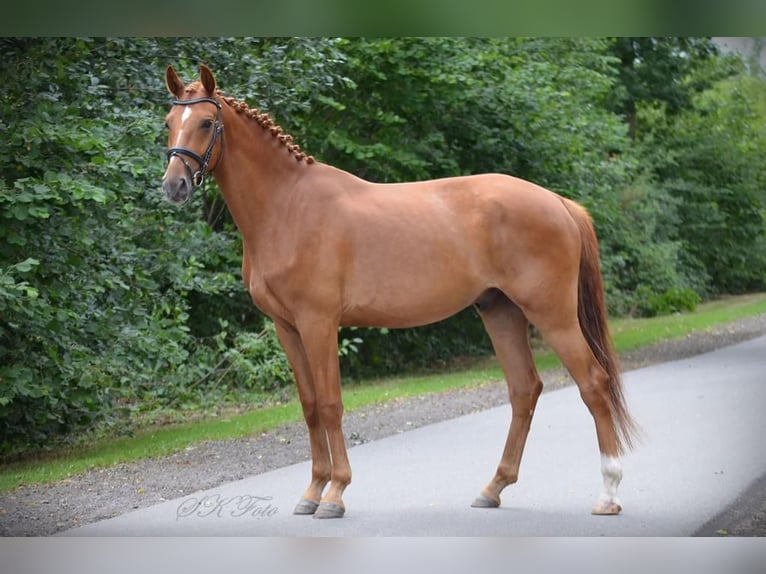 German Sport Horse Gelding 6 years 16,3 hh Chestnut-Red in Pritzwalk