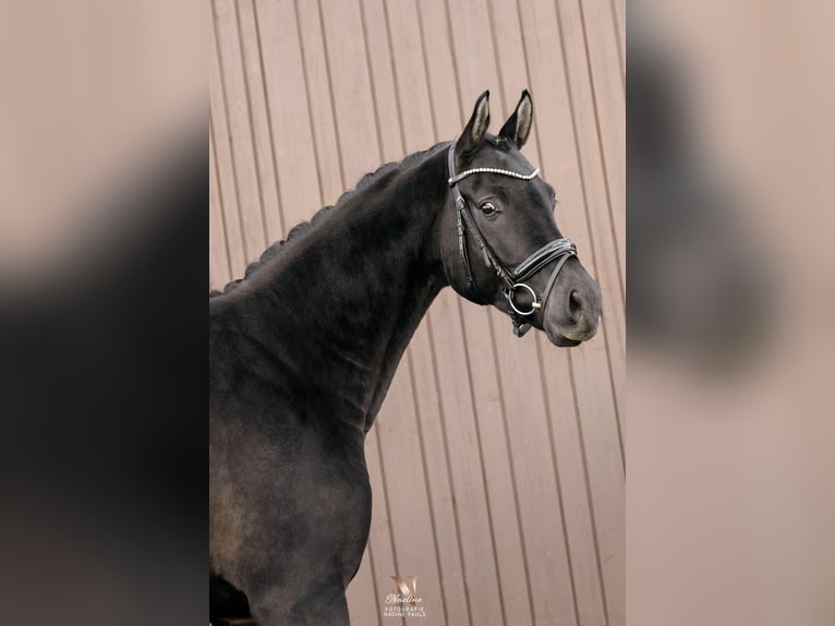 German Sport Horse Gelding 6 years 17.1 hh Black in Heiningen